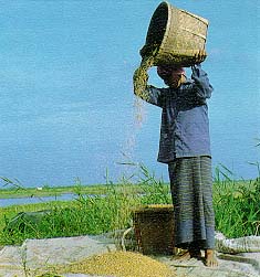 การตากข้าว