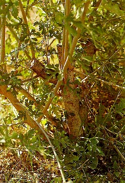 หม่อน (Mulberry:  Morus  alba  Linn.)