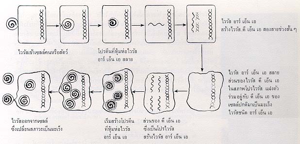 คลิกชมภาพต่อไป