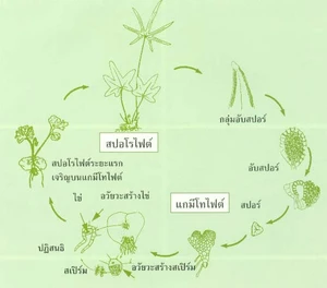 วัฎจักรชีวิตของเฟิร์น