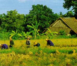 ชีวิตคนชนบทกับชีวิตคนในเมือง