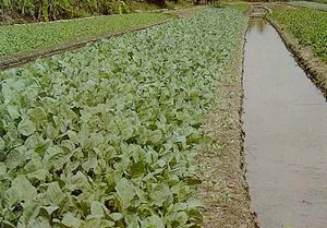 แนวความคิดในการจัดการทรัพยากรธรรมชาติ และสิ่งแวดล้อม