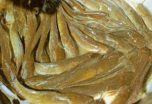 ชนิดปลาที่นิยมเลี้ยง : ปลาไทย