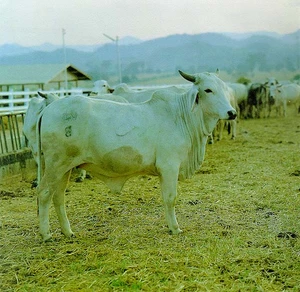 ระบบการเลี้ยงวัวควายแบบอุตสาหกรรม