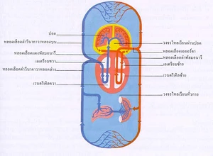 ระบบการไหลเวียนเลือด