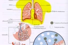 สรีรวิทยา : ระบบการหายใจ