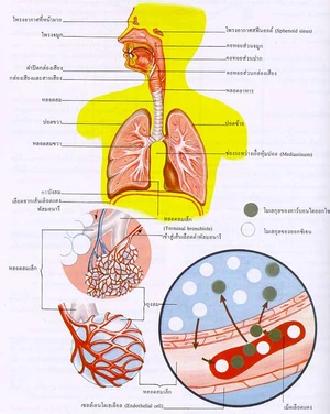 สรีรวิทยา : ระบบการหายใจ