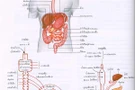 ระบบทางเดินอาหาร