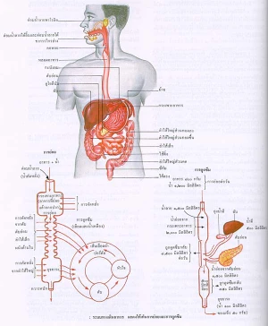 ระบบทางเดินอาหาร