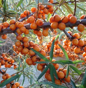 Seabuckthorn ผลไม้มหัศจรรย์ !!