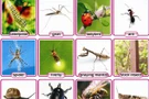 30 เรื่องน่ารู้ของแมลง
