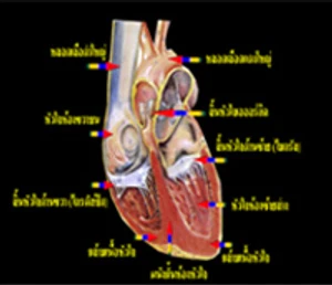 กายภาพของหลอดเลือดหัวใจตีบและการรักษา