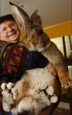 กระต่ายตัวใหญ่ที่สุดในโลก Biggest Rabbit