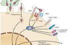 โรคเมลิออยโดสิส (Melioidosis)