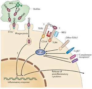 โรคเมลิออยโดสิส (Melioidosis)