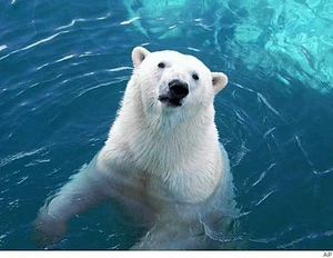 ทำไมหมีขาวขั้วโลกเหนือจึงไม่กลัวหนาว