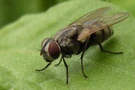 ทำไมแมลงวันต้องตอมอาหาร