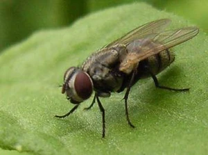 ทำไมแมลงวันต้องตอมอาหาร