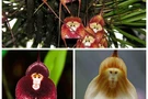 กล้วยไม้พันธุ์ Monkey Orchid (Dracula Simia)