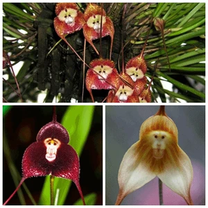 กล้วยไม้พันธุ์ Monkey Orchid (Dracula Simia)