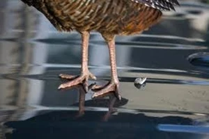 ทำอย่างไร เมื่อนกขี้นกบนรถยนต์