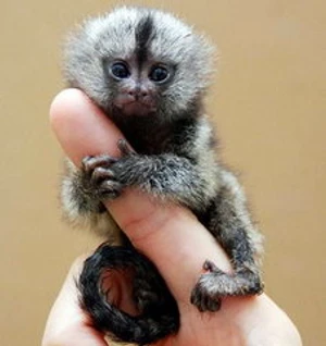 "มาร์โมเสท" ลิงจิ๋วตัวเล็กที่สุดในโลก