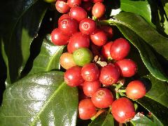 ต้นกล้ากาแฟ ต้องการขายจะปรึกษาหน่วยงานใดได้