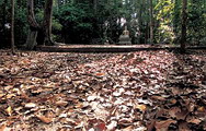 โบสถ์ธรรมชาติ บนยอดเขาพุทธทอง