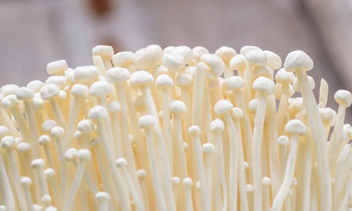 สูตรเห็ดเข็มทอง ลดน้ำหนัก หุ่นดีไม่มีพัก