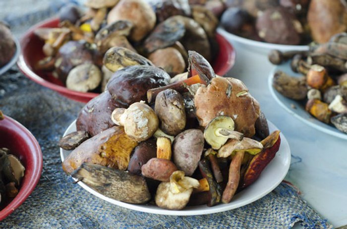 เตือนประชาชน กิน"เห็ดป่า" เสี่ยงอันตรายจากเห็ดพิษ