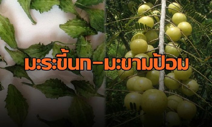ชู"มะระขี้นก-มะขามป้อม" ปรับธาตุผู้ป่วยเบาหวาน