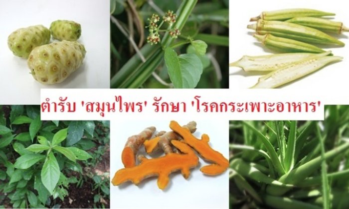 ตำรับ ‘สมุนไพร’ รักษา ‘โรคกระเพาะอาหาร’