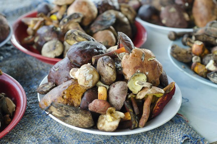 เตือนประชาชน กิน"เห็ดป่า" เสี่ยงอันตรายจากเห็ดพิษ