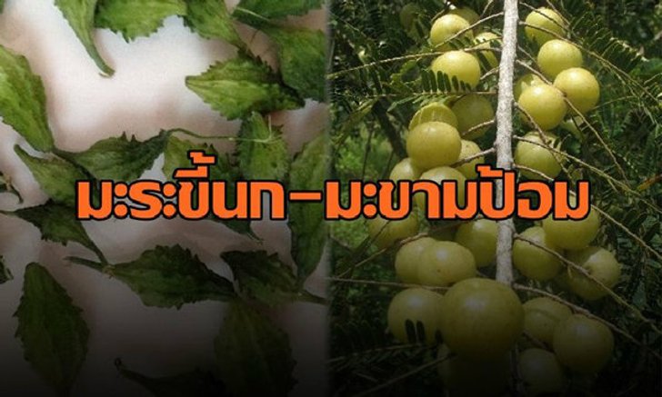 ชู"มะระขี้นก-มะขามป้อม" ปรับธาตุผู้ป่วยเบาหวาน