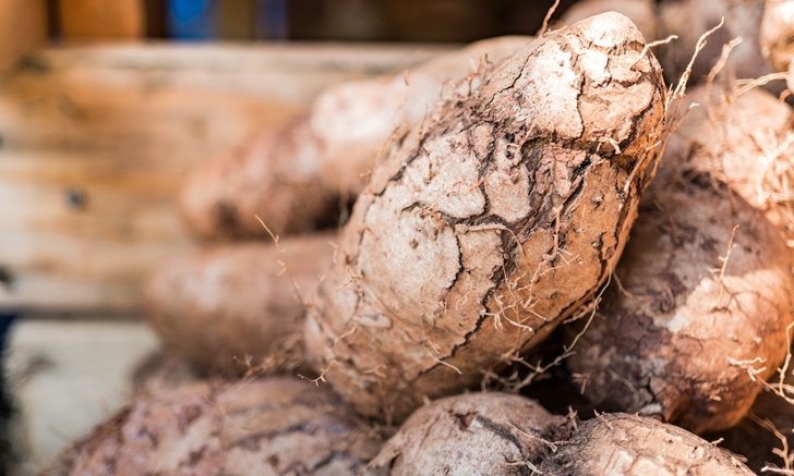 Warn "Yam" in the rainy season is highly toxic Should not be eaten AHR0cHM6Ly9zLmlzYW5vb2suY29tL2hlLzAvdWQvNS8yNTAzMS93aWxkLXlhbS5qcGc=