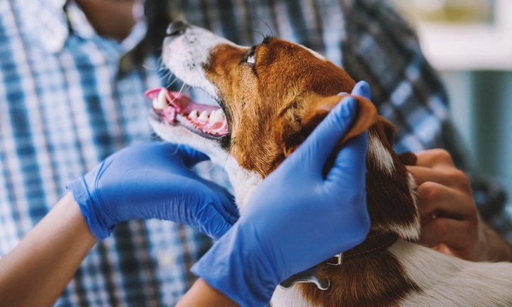 "สุนัข" ดมกลิ่น “เหงื่อ” หาผู้ป่วยโควิด-19 แบบไม่แสดงอาการได้