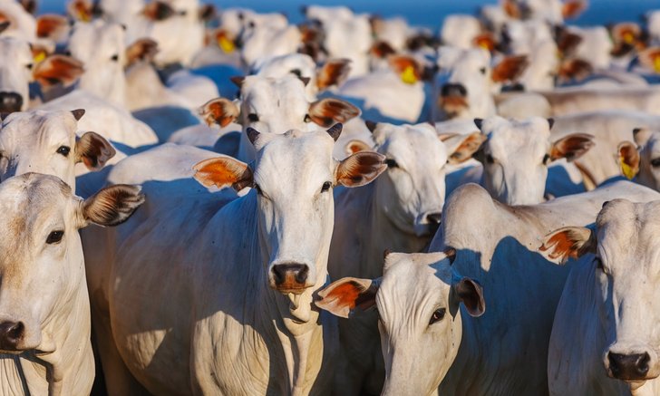 รู้จัก “โรคลัมปี สกิน” ระบาดในวัว คนกินเนื้อได้รับอันตรายหรือไม่?