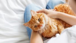 ทาสแมวต้องระวัง! “เชื้อราแมว” โรคผิวหนังจากสัตว์เลี้ยง ติดต่อสู่คนได้