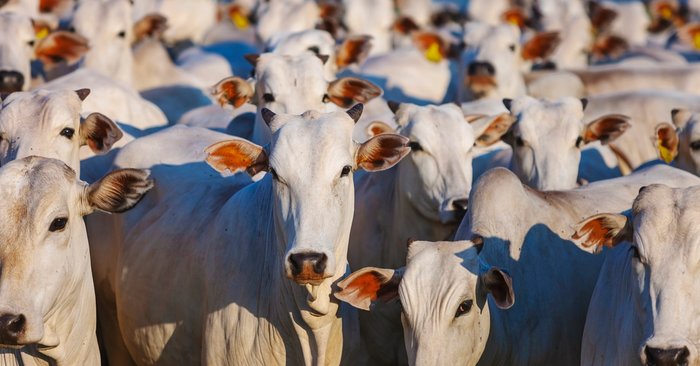 รู้จัก “โรคลัมปีสกิน” ระบาดในวัว คนกินเนื้อได้รับอันตรายหรือไม่?