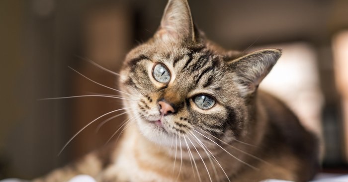 แพทย์เตือน “แมวกัด” อาจกึงตาย จากแบคทีเรียกินเนื้อคน