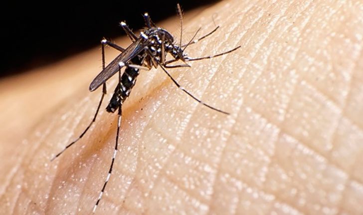 ไวรัสซิก้า (Zika) เริ่มระบาดทั่วทวีปอเมริกา เตือนสตรีมีครรภ์เสี่ยงทารกพิการแต่กำเนิด