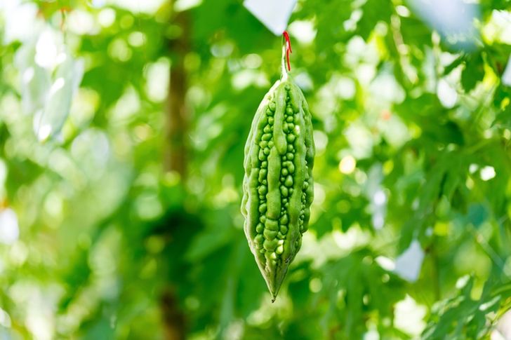 wild-bitter-gourd