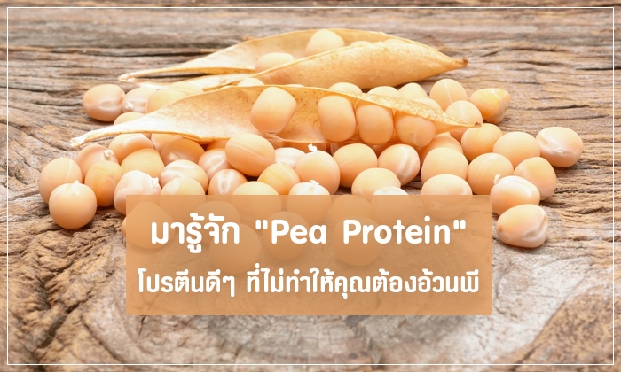 มารู้จัก "Pea Protein" โปรตีนดีๆ ที่ไม่ทำให้คุณต้องอ้วนพี