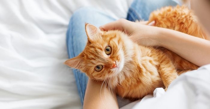 ทาสแมวต้องระวัง! “เชื้อราแมว” โรคผิวหนังจากสัตว์เลี้ยง ติดต่อสู่คนได้