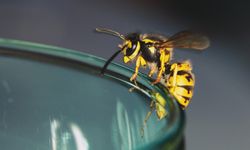 “ต่อ-ผึ้ง-แมลง” กัดต่อย ควรรีบพบแพทย์ อาจเสี่ยงแพ้รุนแรง-เสียชีวิต