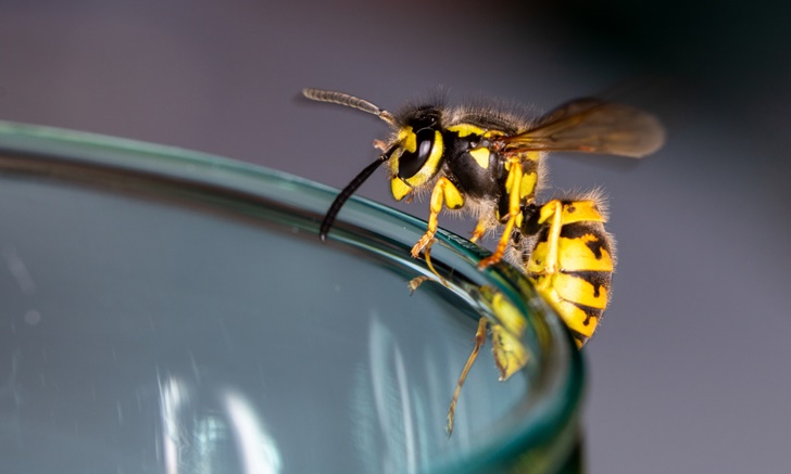 อันตรายจาก "ผึ้งต่อย" คุณแพ้พิษผึ้งมากแค่ไหน ?