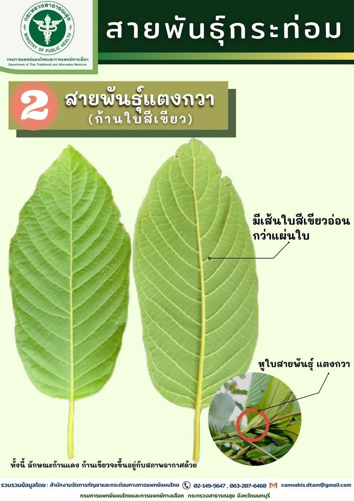 ใบกระท่อม สายพันธุ์แตงกวา (ก้านใบสีเขียว)