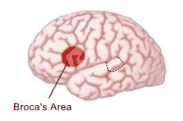 สมองบริเวณ Broca’s area หรือ Left inferior frontal lobe