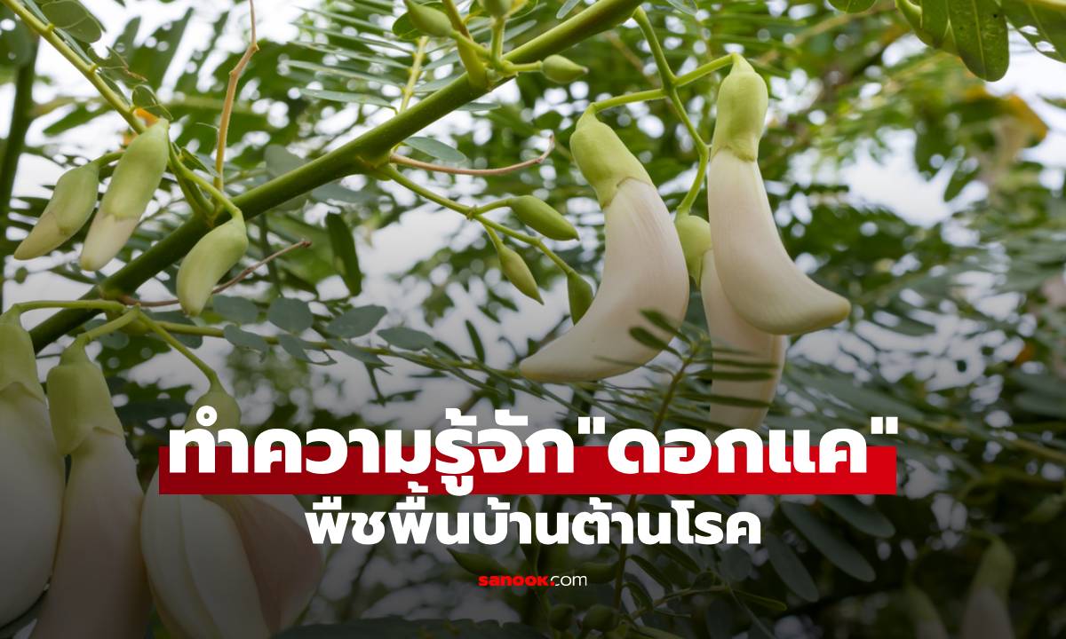 ทำความรู้จัก "ดอกแค" กับสรรพคุณมหัศจรรย์ พืชพื้นบ้านต้านโรค
