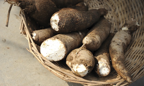 มันสำปะหลัง กินได้ไหม? มีกี่ชนิด? ประโยชน์ โทษ แตกต่างจากมัน 5 นาทียังไง